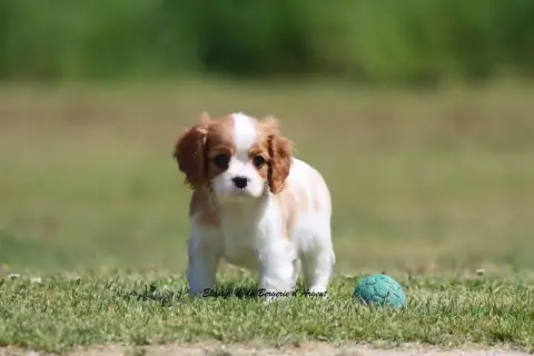 Cavalier King Charles Spaniel  Bess De La Bergerie D' 85e7a photo 3