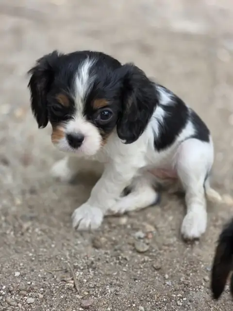 Cavalier King Charles Spaniel  Chiot N°6 Des Deux Che e4748