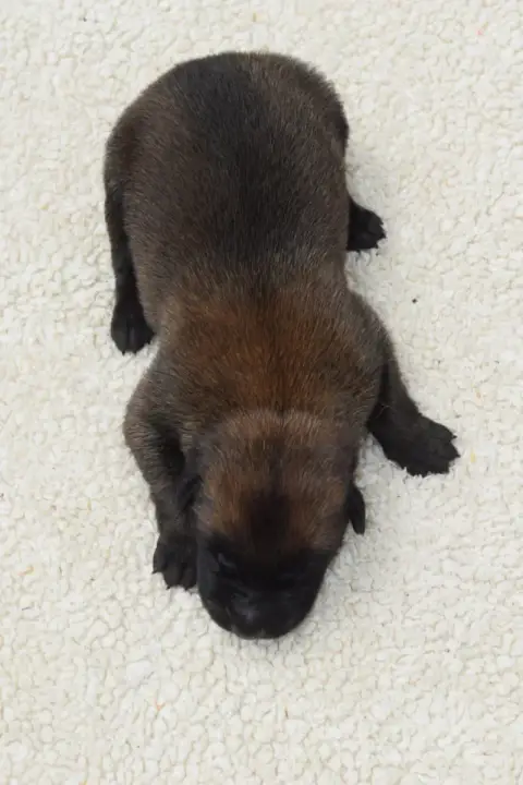 Berger Belge  Chiot 3 Du Millésime Champenois
