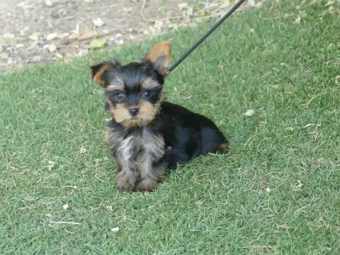 Yorkshire Terrier photo 2