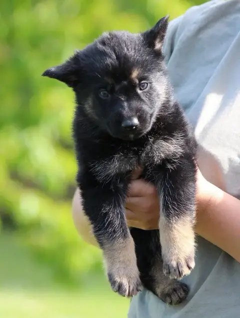 Berger Allemand  Chiot 1 Des Crocs De Heurtevent