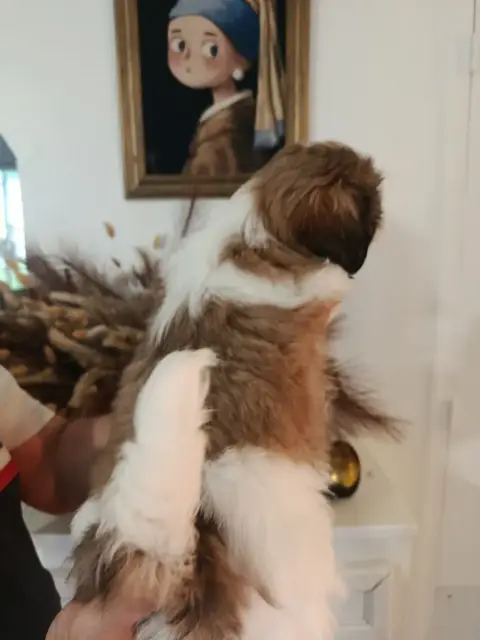 Shih Tzu  Chiot 1 Du Paradis D'Indiana photo 2