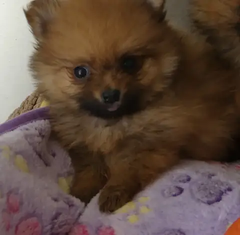 Spitz Allemand 
                        Chiot N°5 Du  f9e54