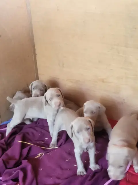 Braque De Weimar  Chiot 1 Des Landes De Gascogne photo 2