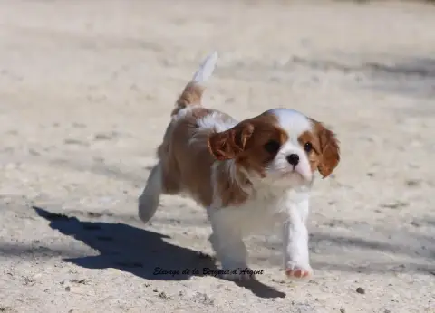 Cavalier King Charles Spaniel  Brooklyn De La Bergeri 43edf