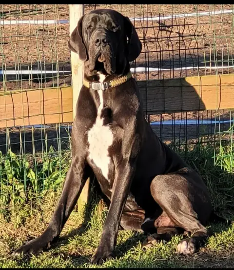 Dogue Allemand  Badboy Des Terres Du Grazo photo 3