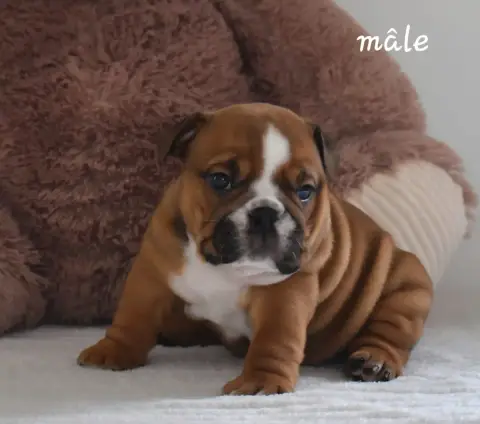 Bulldog Anglais photo 2