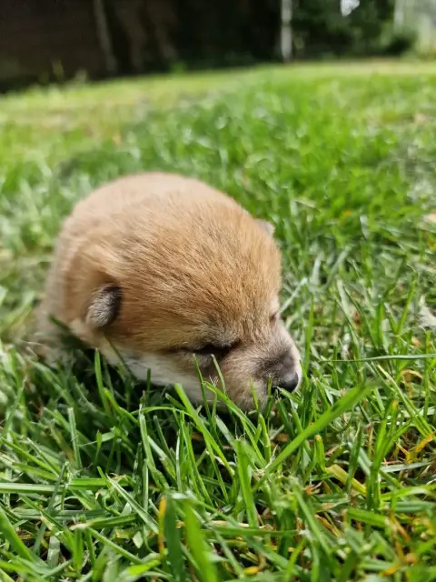 Shiba photo 2