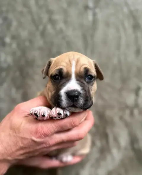 American Staffordshire Terrier  Bonaparte Maison Vann 5aa0f