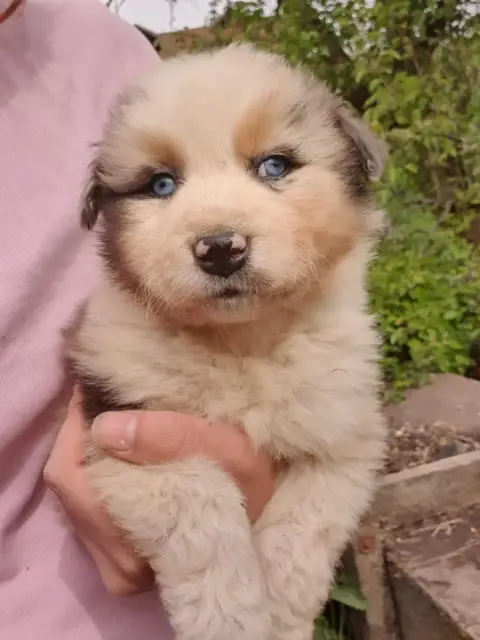Berger Australien  Chiot N°7 Bleu Merle De La Campagn c35e8 photo 3