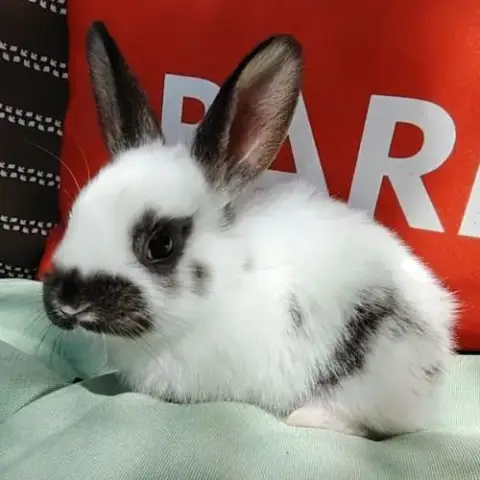Mâle Lapin, 2 Mois
