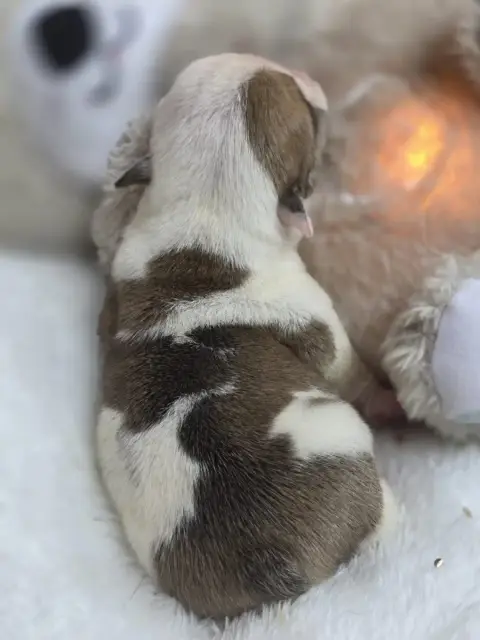 Bulldog Anglais  Billie Eilish Des Éclats De Cassiopé 2a00d photo 2