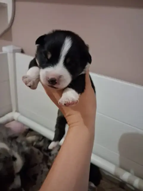 Berger Américain Miniature  Chiot 4 De La Sableyre
