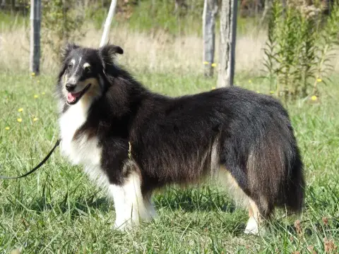 Shetland Sheepdog photo 2