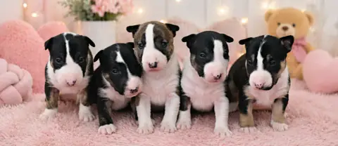 Bull Terrier Miniature photo 2