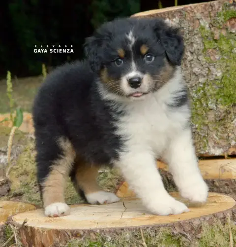 Berger Australien  Chiot N°2 Des Monts De La Gaya Sci e530f