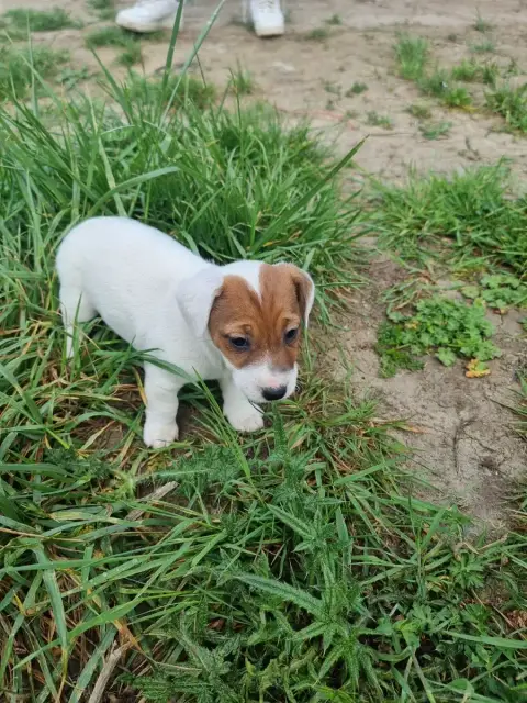 Jack Russell Terrier  Bianca La Seigneurie Du Domaine 6e352 photo 3