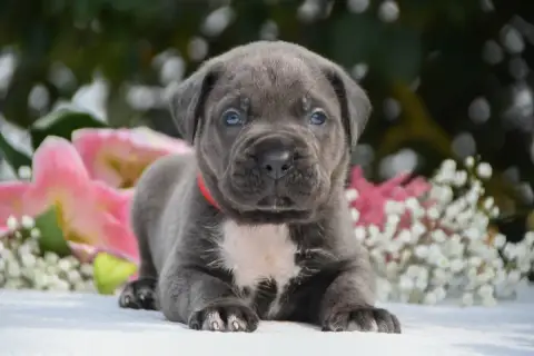 Cane Corso 
                        Collier Rouge I H 2421a photo 3