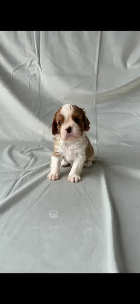 Cavalier King Charles Spaniel  Chiot N°4 De Castelbur 2e668