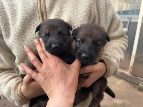 Berger Allemand  Chiot N°8 De La Tribu Des Plaines