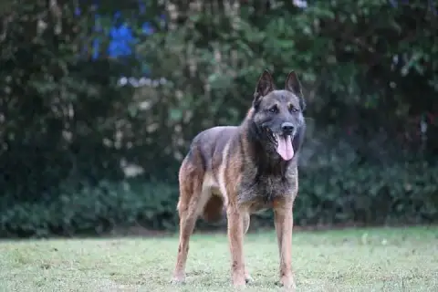 Berger Belge  M3 Des Gardiens D'Athéna photo 2