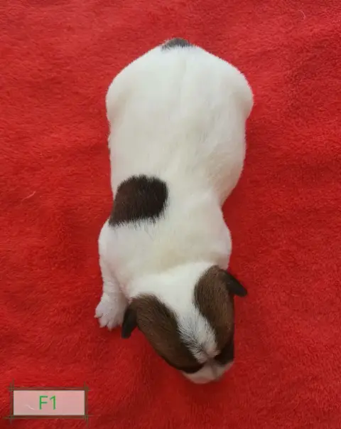 Jack Russell Terrier 
                        B... De 48d9c photo 3