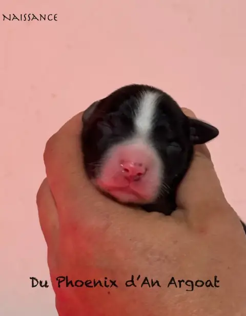 Berger Australien  Chiot 5 Du Phoenix D'An Argoat