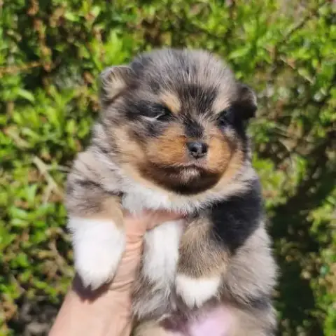 Chiots Spitz Mâles À Réserver