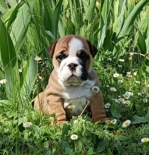 Bulldog Anglais  Chiot N°2 Mystic Legend