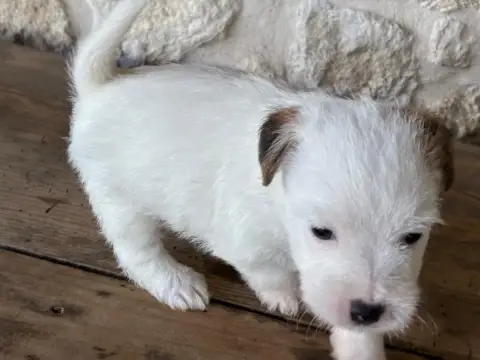 Jack Russell Terrier  Chiot N°4 Lacus Meduli photo 2