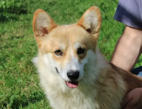 Welsh Corgi Pembroke  Benito photo 3