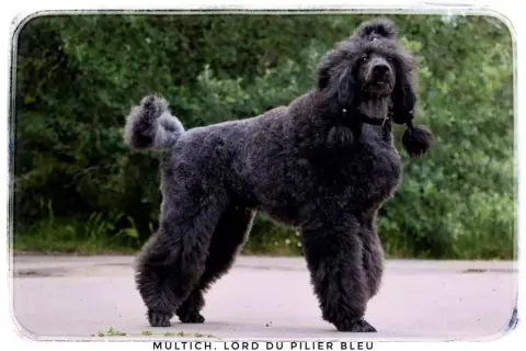 Caniche  Chiot 1 Du Coeur Des Terres photo 2