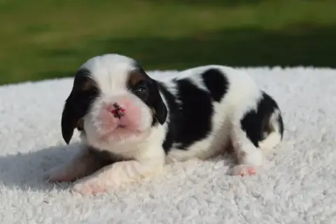 Cavalier King Charles Spaniel  B....... photo 3