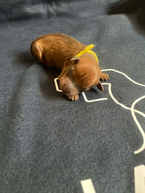 Pinscher Nain  Chiot N°3 Collier Jaune Du Hameau Des  b3b11
