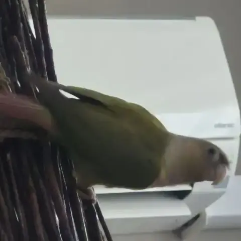 Deuxconure Sexe Mal