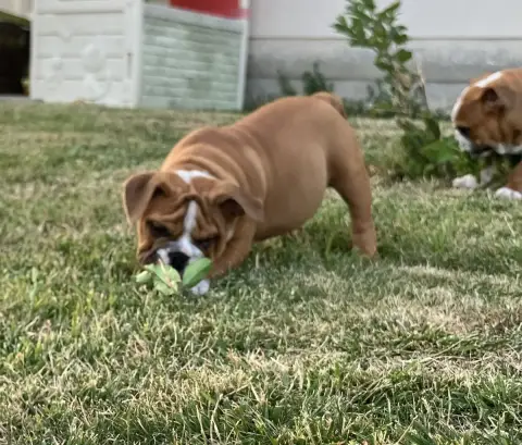 Bulldog Anglais  Balzac Du Royaume De Goban photo 3