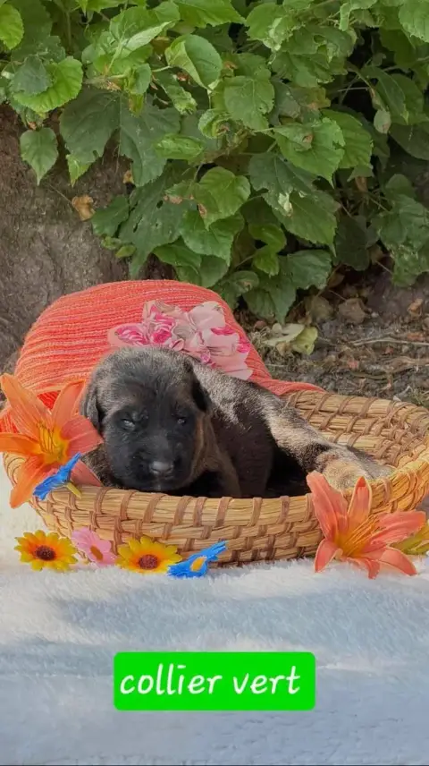 Berger Allemand  Chiot 3 Du Clos De La Chanson