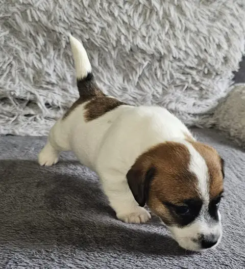 Jack Russell Terrier  Bretzel Lacus Meduli