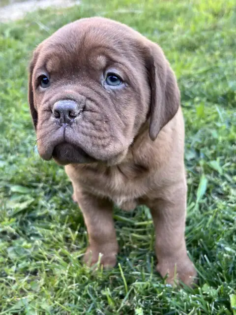 Dogue De Bordeaux  Chiot N°3 Des Gardiens De La Plain 17a53