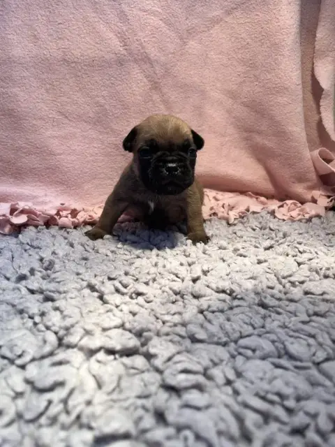 Bouledogue Français  Collier Bleu Of The Peaky'S Fren 8a768