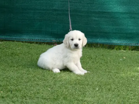 Golden Retriever photo 2