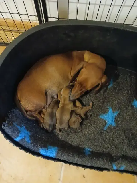 Teckel Poil Ras  Chiot 2 De Chez Dame Céline