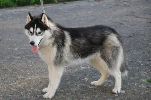Siberian Husky  Alto Noir Et Blanc Des Legendes Du Tr df6dc