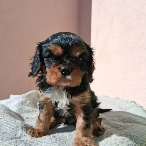 Adorable Ckc À Réserver