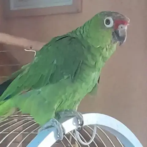 Amazone À Front Rouge