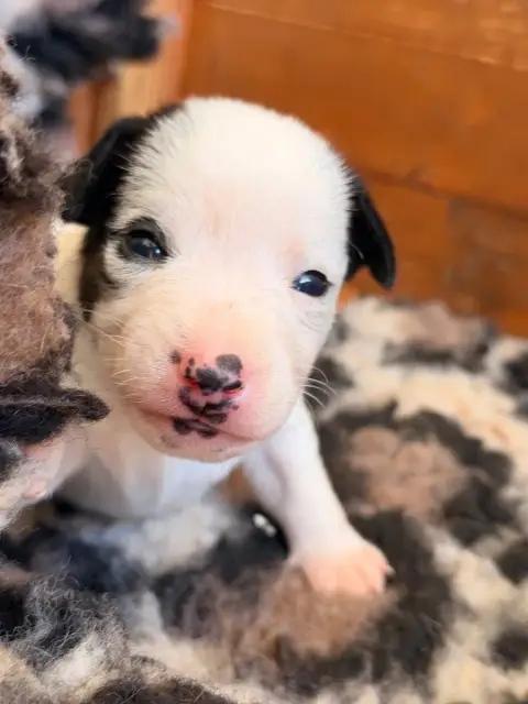 Jack Russell Terrier  Basile Des Niglots Du Gard photo 2