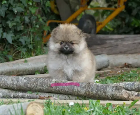 Spitz Allemand  Chiot Rose Des Brimbelles