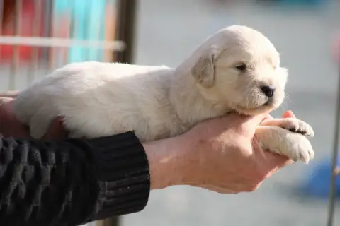 Golden Retriever  Chiot N°6 Des Romarins De Mayerling 0066e photo 3