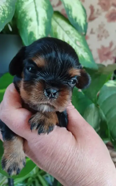 Cavalier King Charles Spaniel  Sans Collier Du Domain 35397