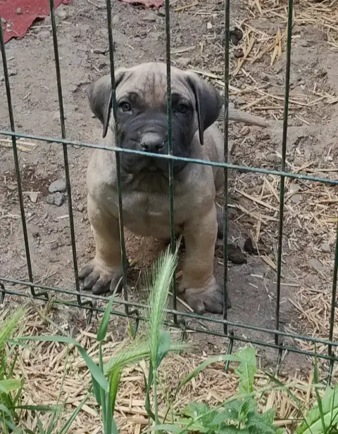 Dogo Canario  Chiot 2 Des Monts Du Velay